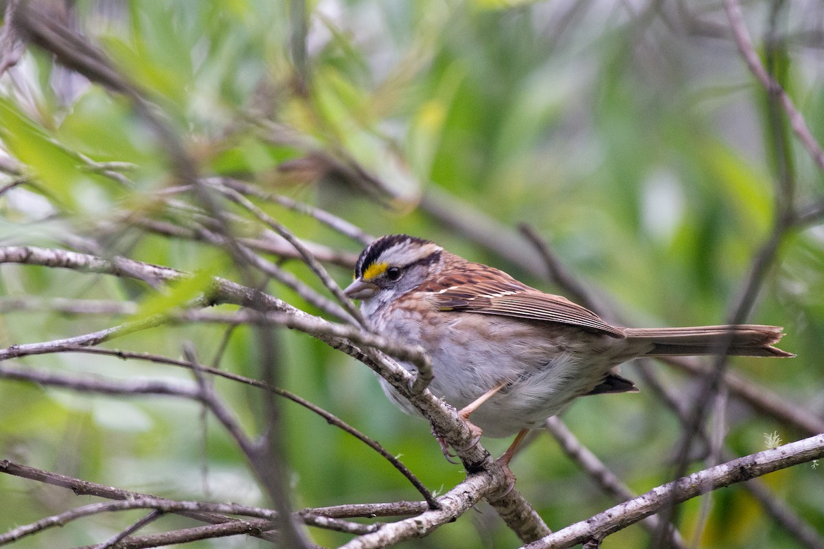 White-throated Sparrow - ML565643951