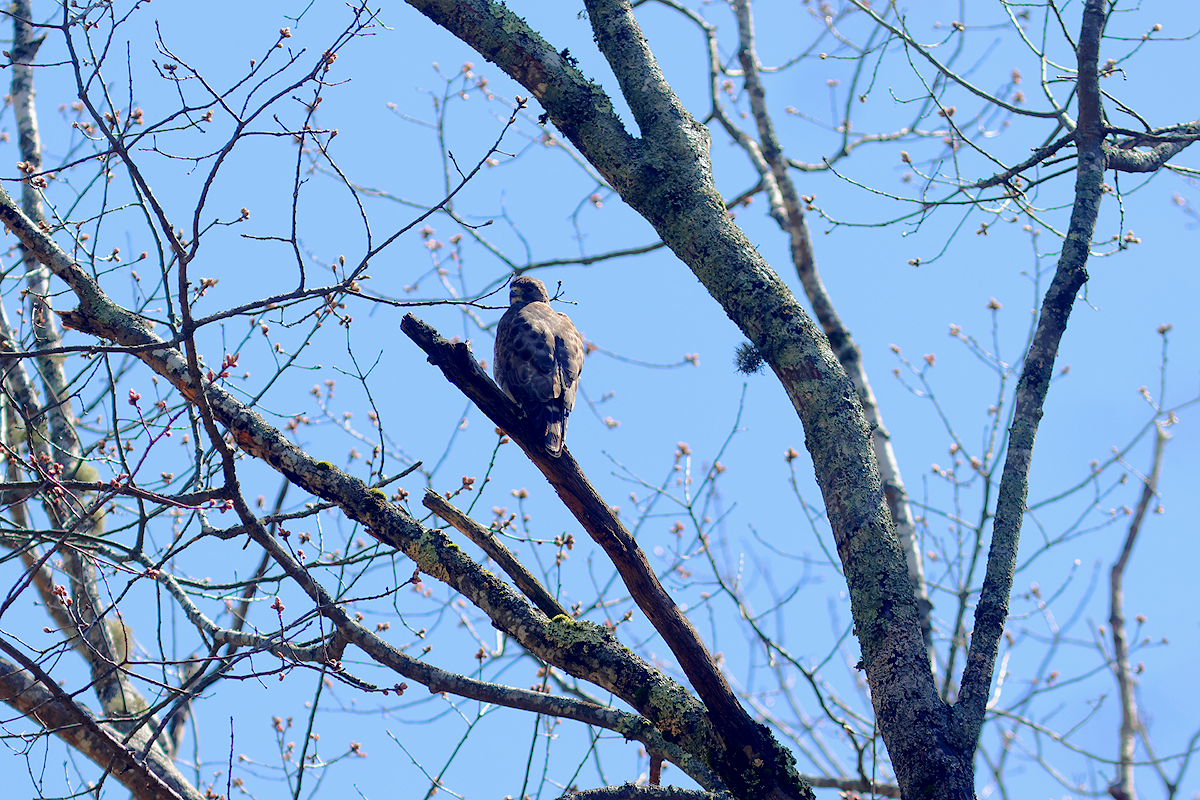 Broad-winged Hawk - ML565644681