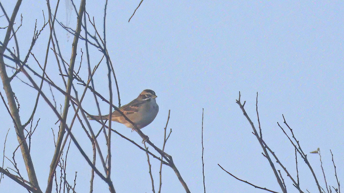 Lark Sparrow - Sandra Wright