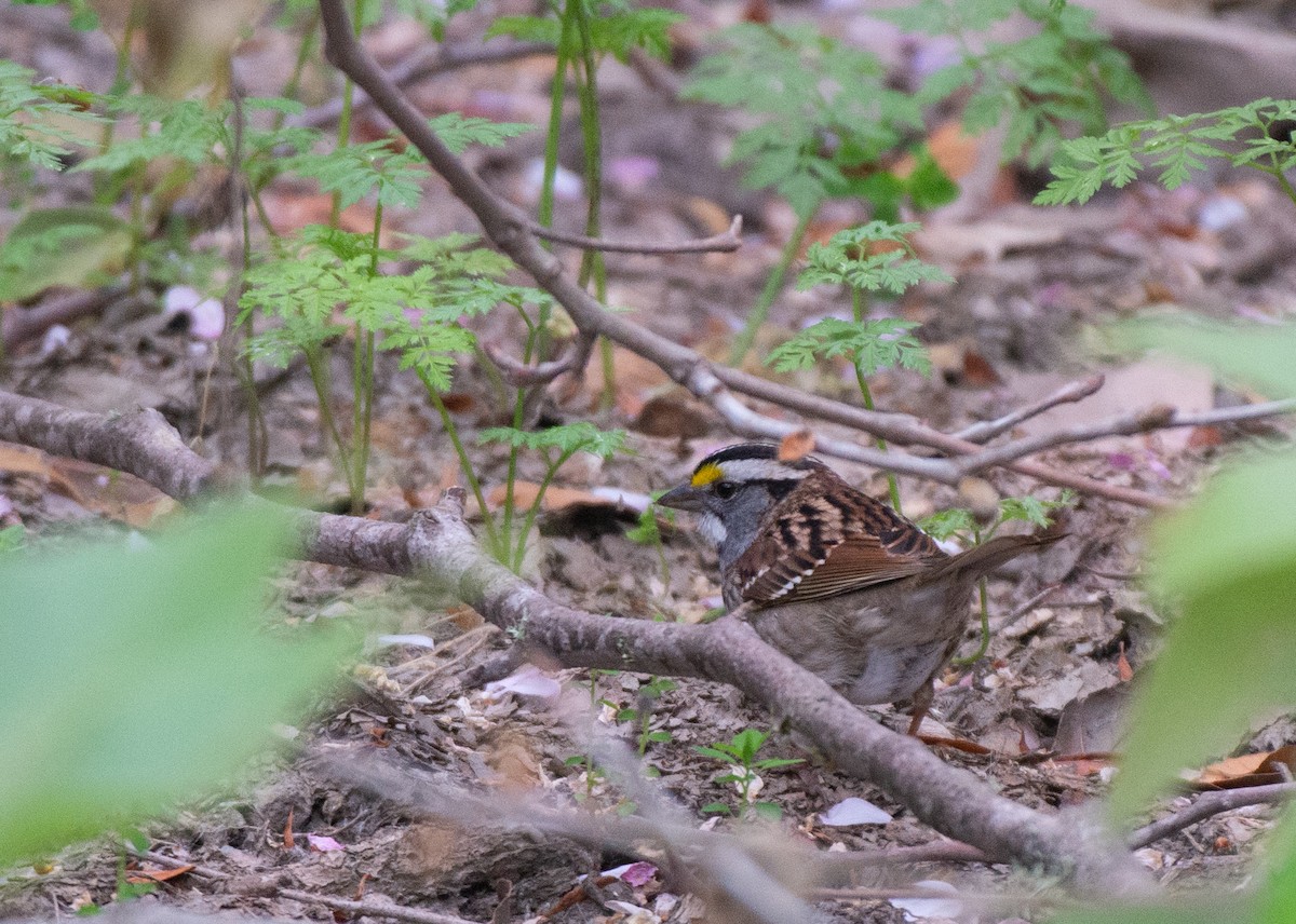 White-throated Sparrow - ML565645411