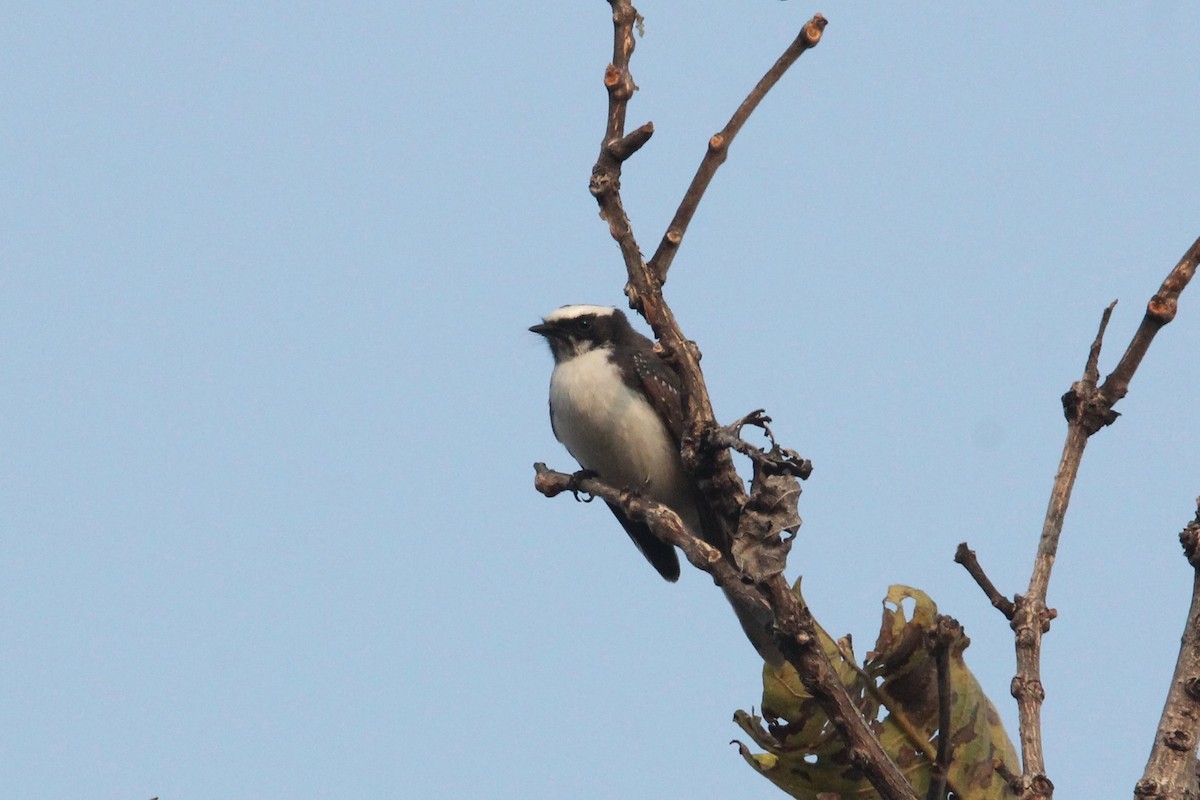 White-browed Fantail - Robert Gowan