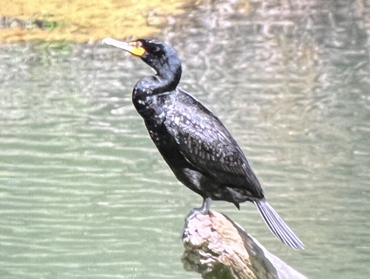 Double-crested Cormorant - ML565645891