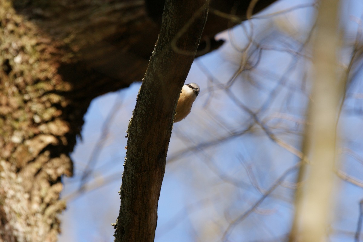 Eurasian Nuthatch (Western) - ML565646331