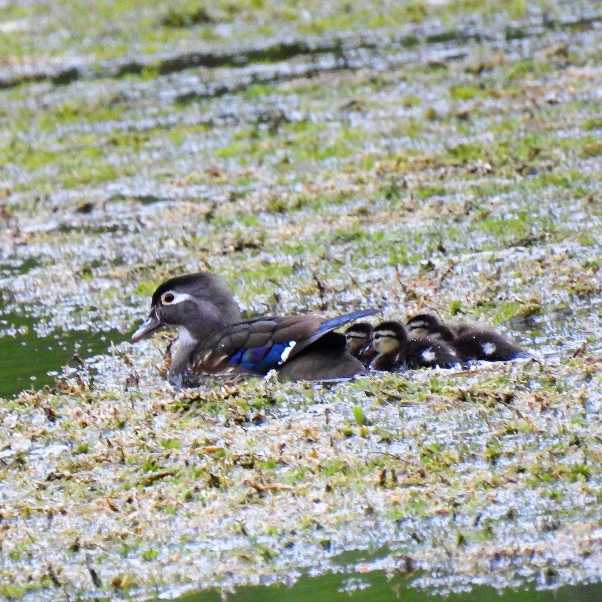 Wood Duck - ML565647091