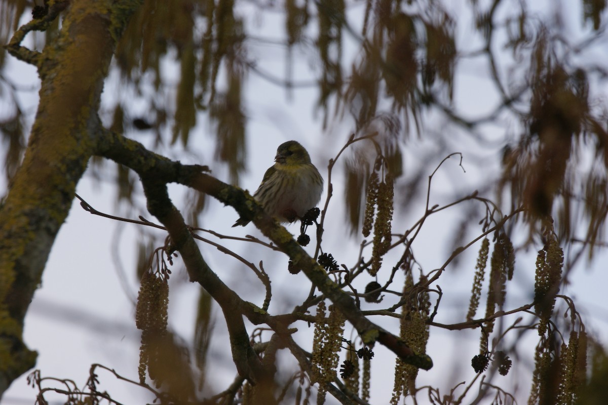 マヒワ - ML565647171