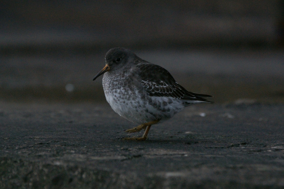 Purple Sandpiper - ML565649021