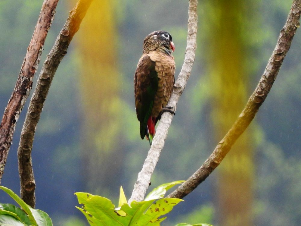 Red-billed Parrot - Fernando Nunes