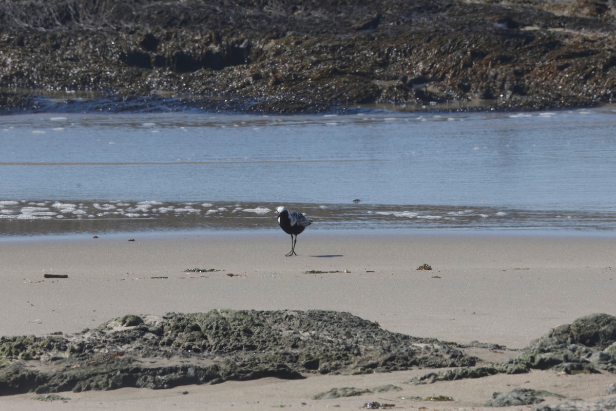 Black-bellied Plover - Deanna McLaughlin