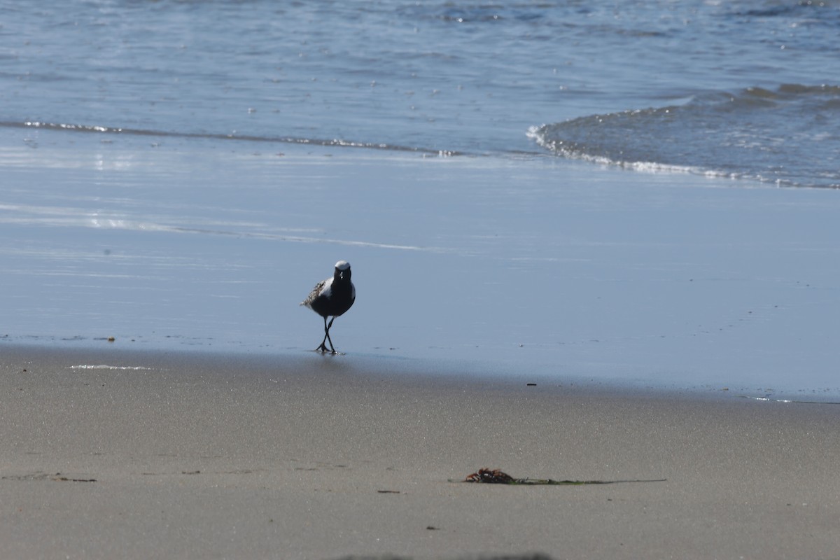 Black-bellied Plover - ML565649861