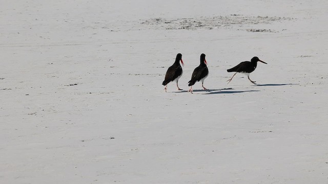 American Oystercatcher - ML565650451