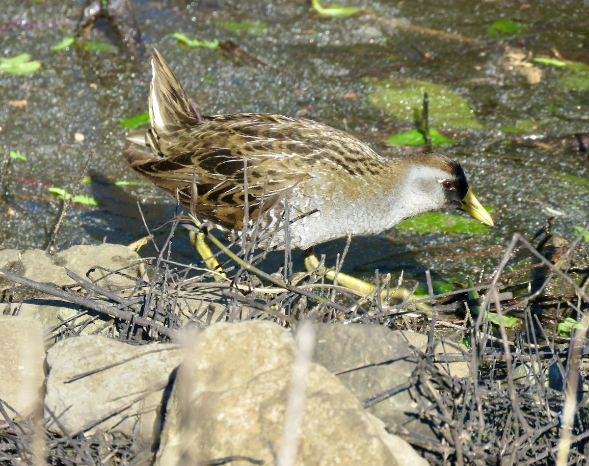 Sora - Barbara Blevins