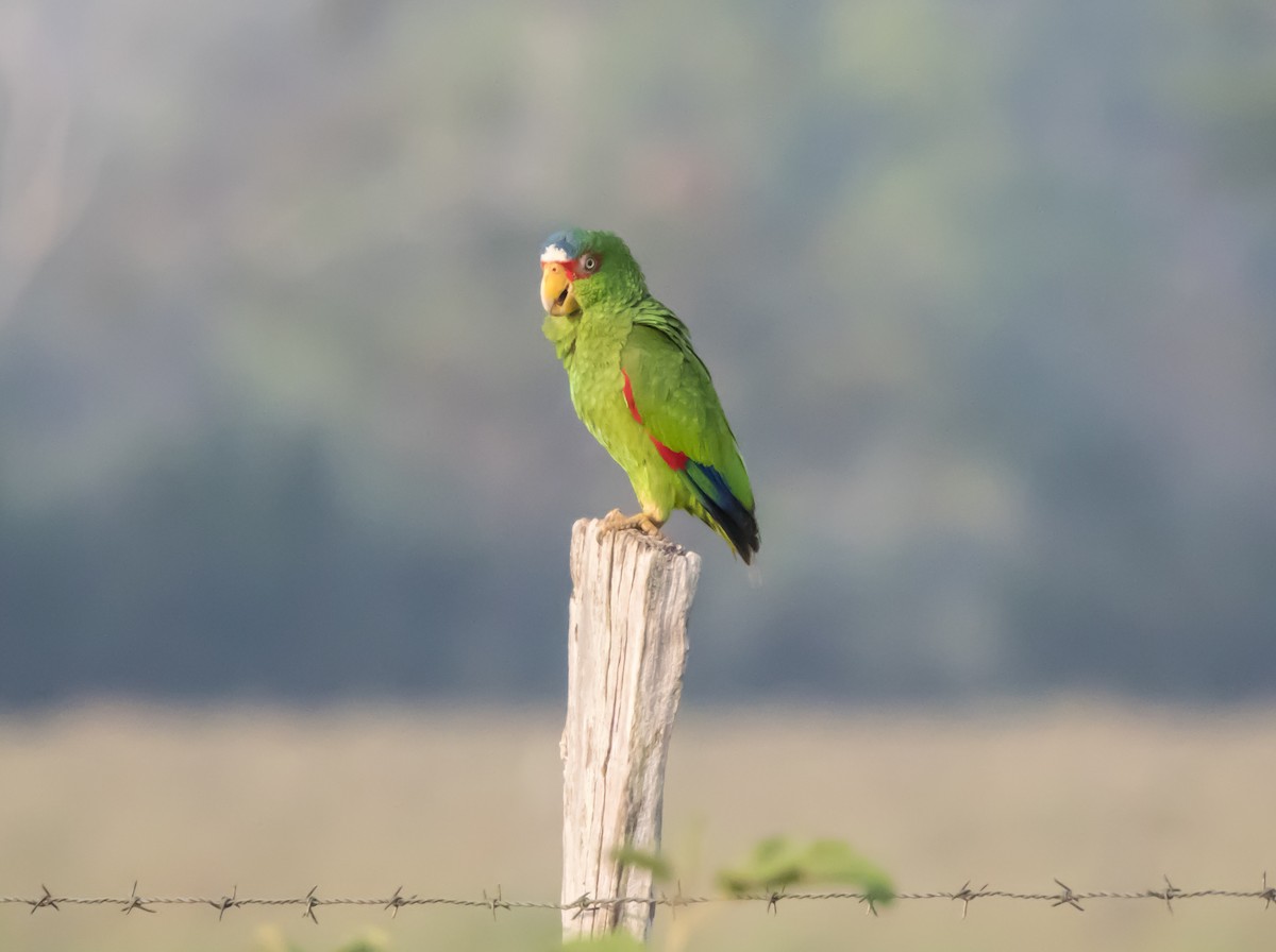 White-fronted Parrot - ML565651301