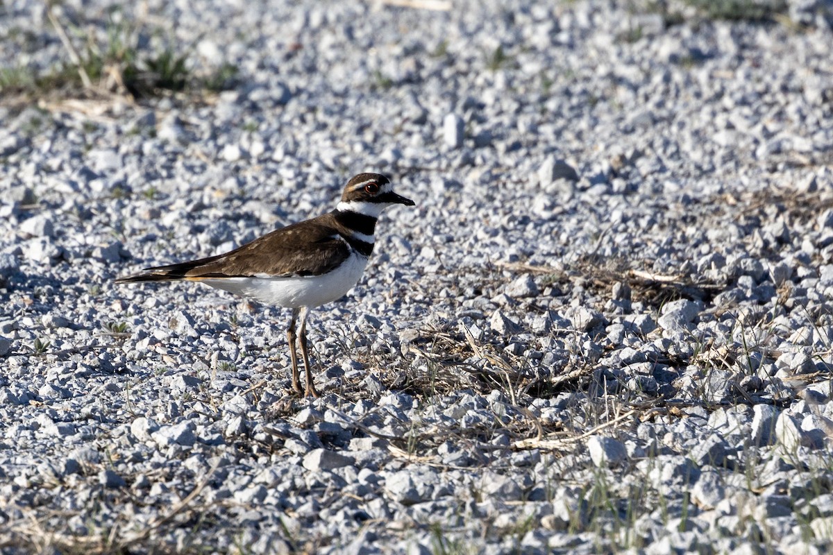 Killdeer - ML565651321