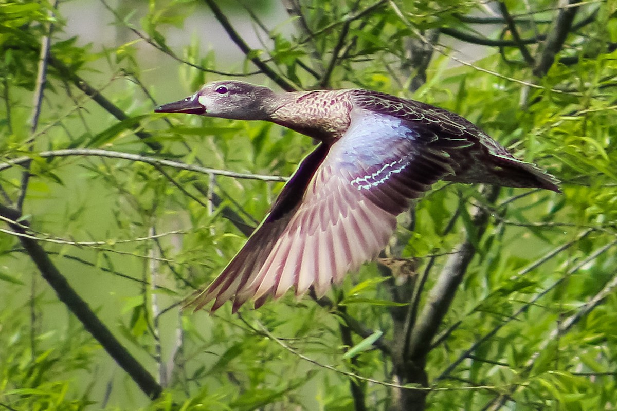 Blue-winged Teal - ML565651911