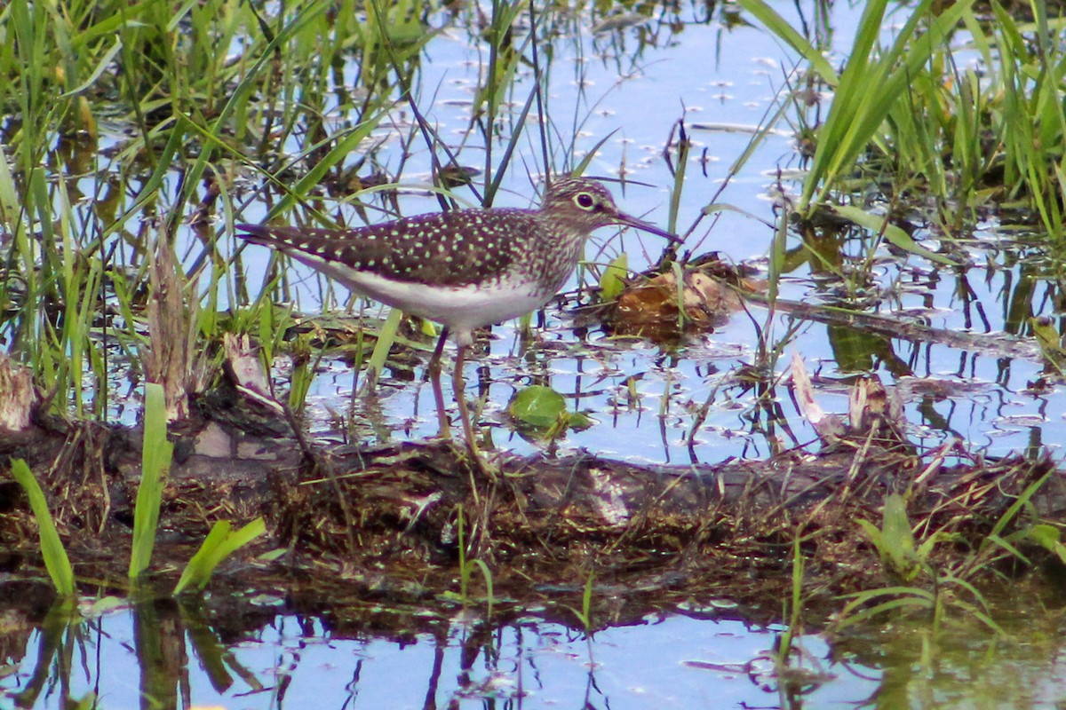 Solitary Sandpiper - ML565652061