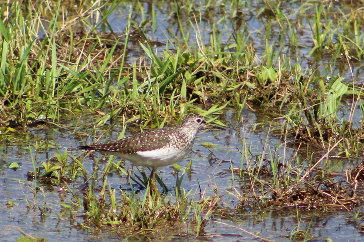 Solitary Sandpiper - ML565652071