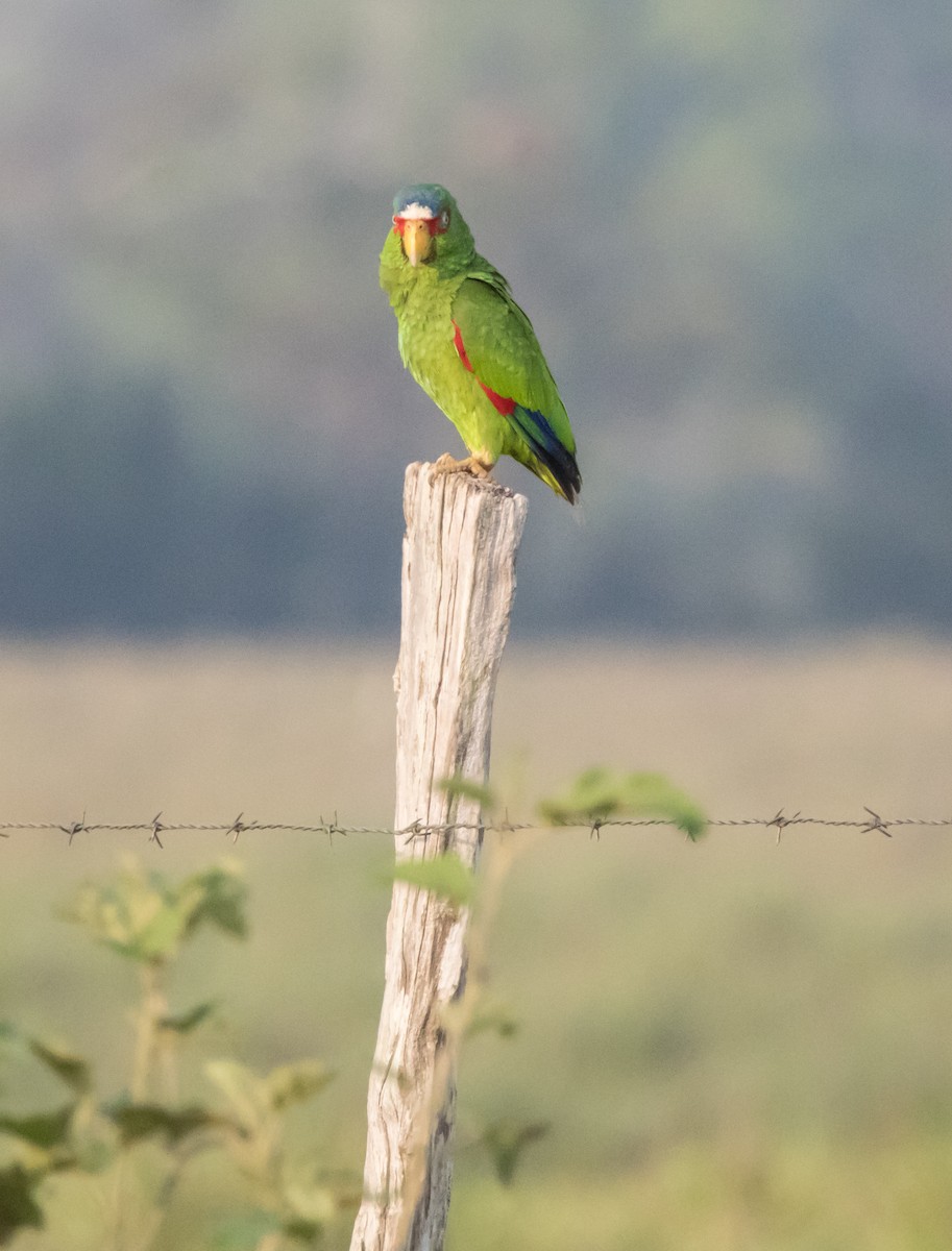 White-fronted Parrot - ML565652341