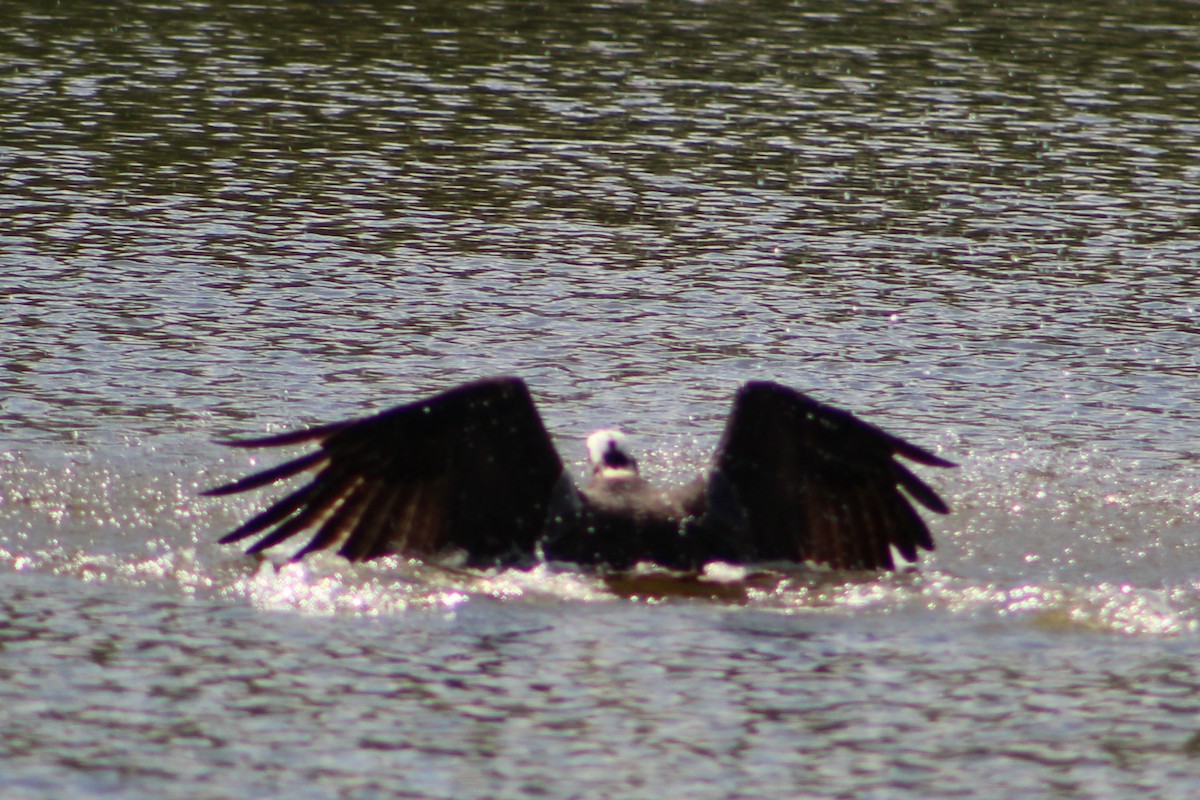 Águila Pescadora - ML565652611