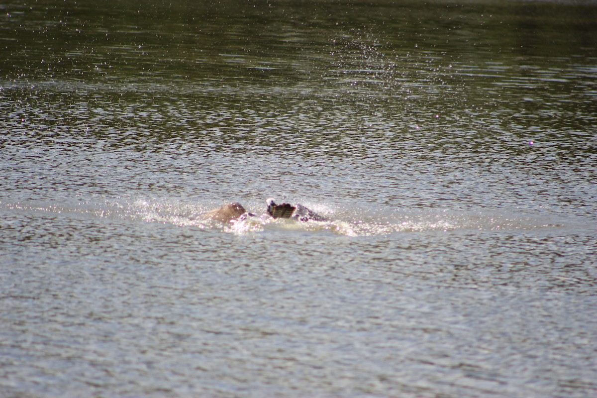 Águila Pescadora - ML565652621