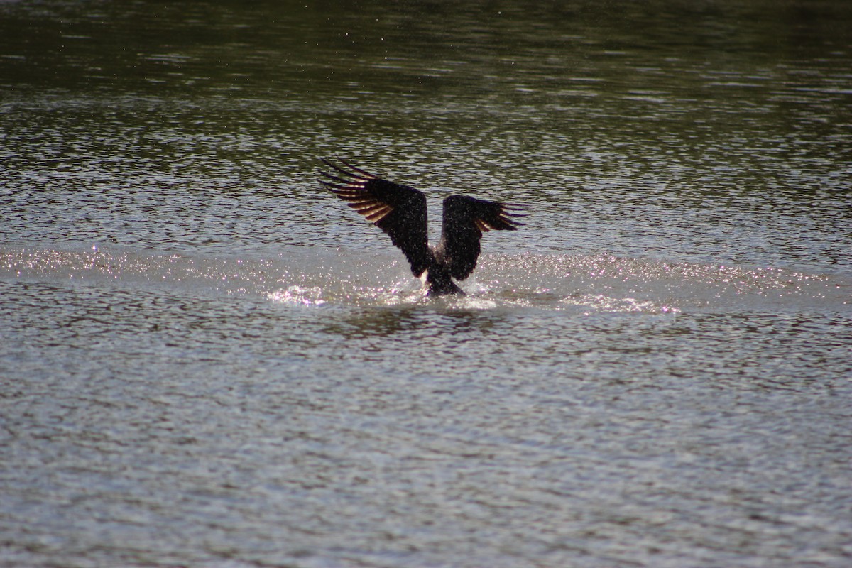 Águila Pescadora - ML565652631