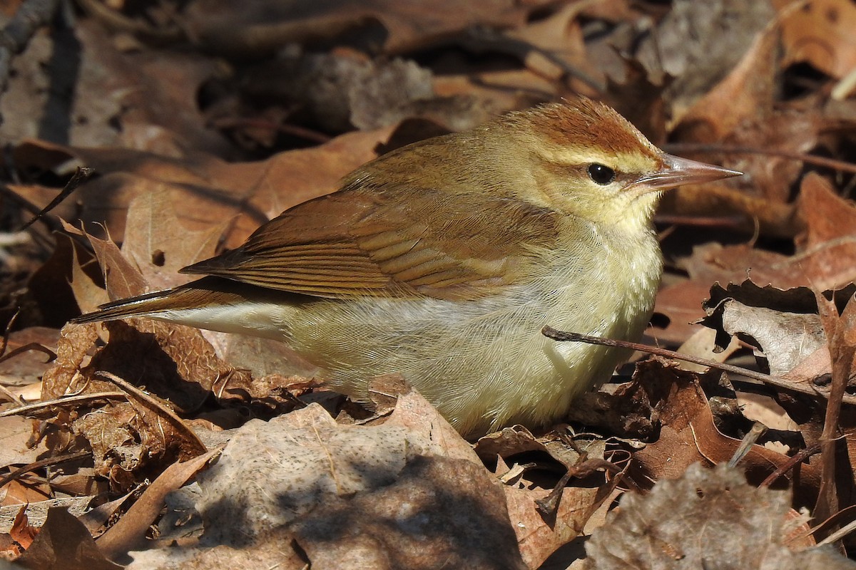 Swainson's Warbler - Philip Wala