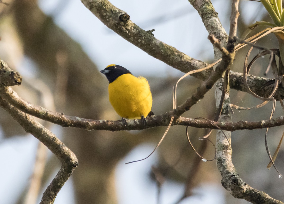 Scrub Euphonia - ML565653621