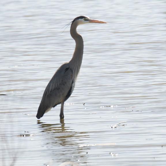 Great Blue Heron - ML565654121