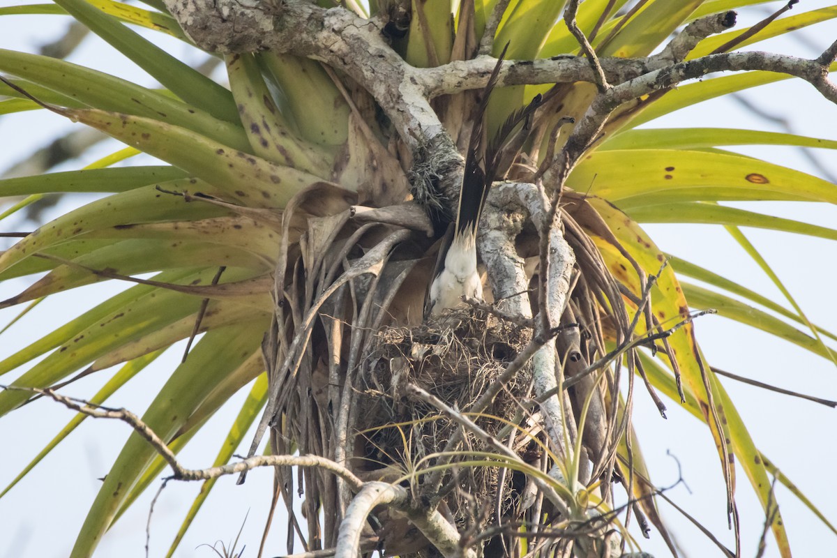 Fork-tailed Flycatcher - ML565655241