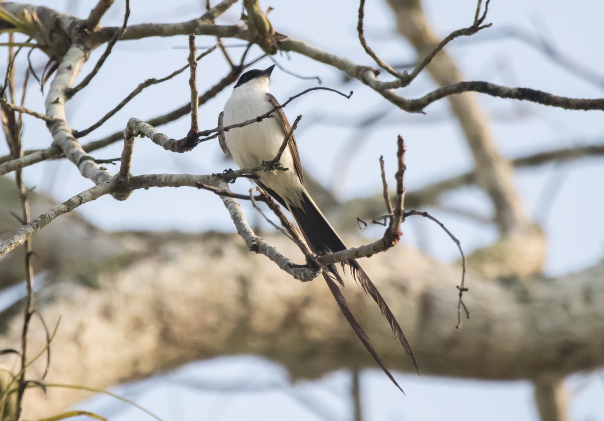 Fork-tailed Flycatcher - ML565655251