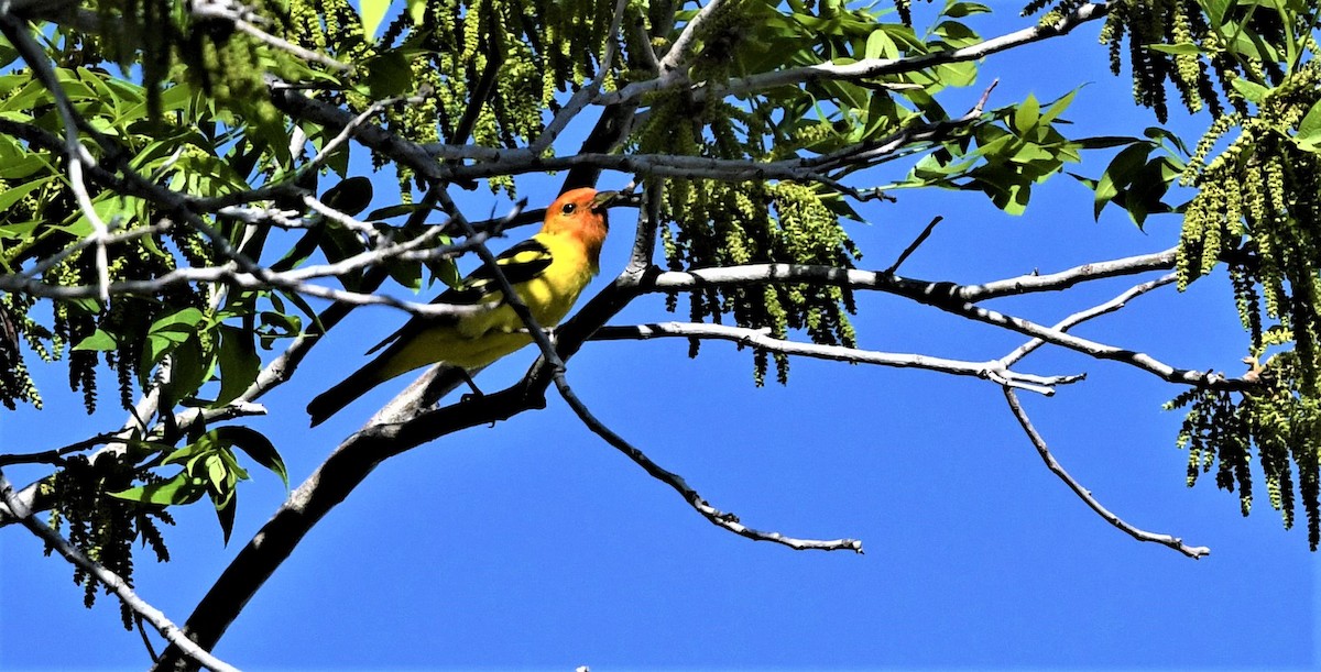 Western Tanager - ML565655261