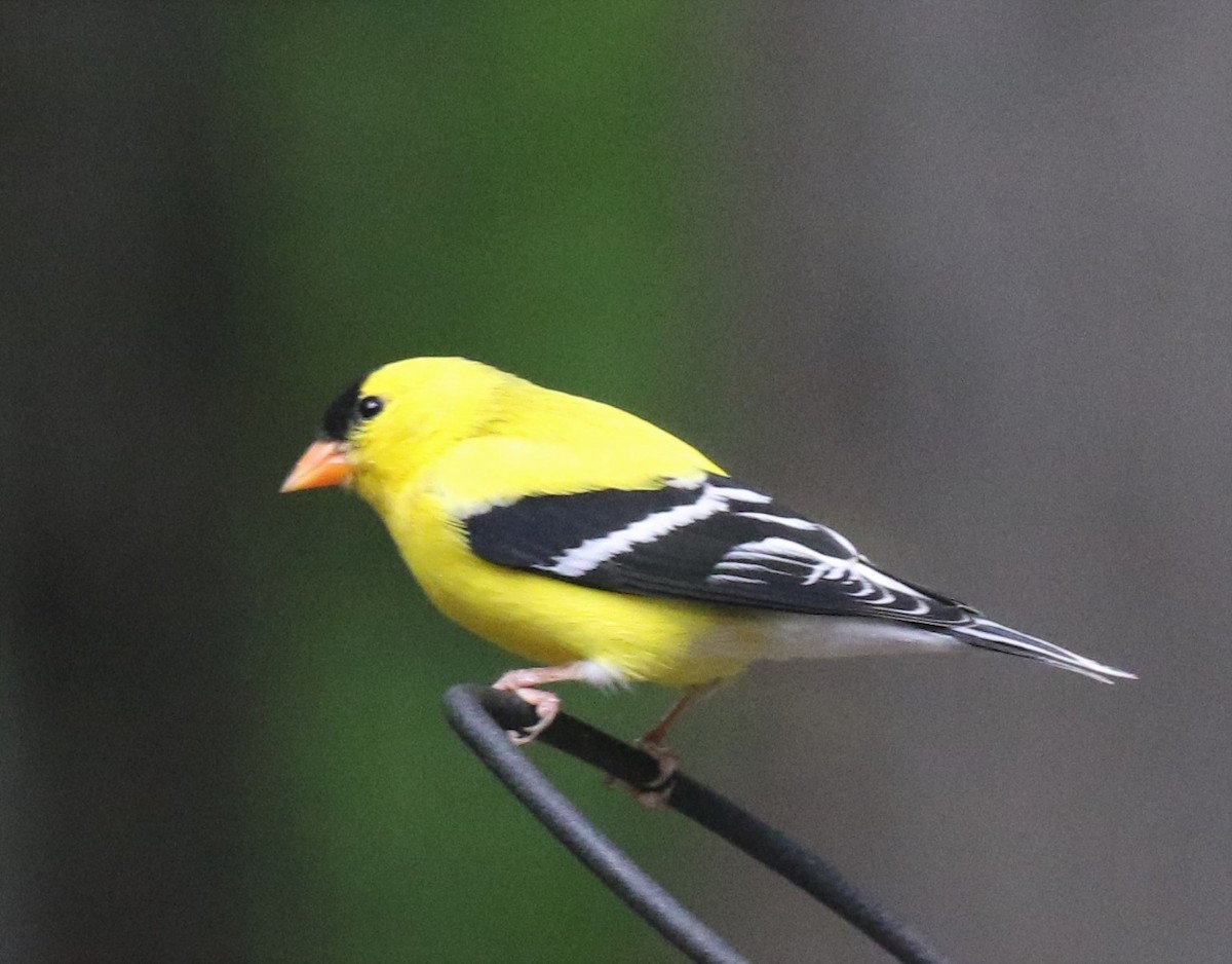 American Goldfinch - ML565655351