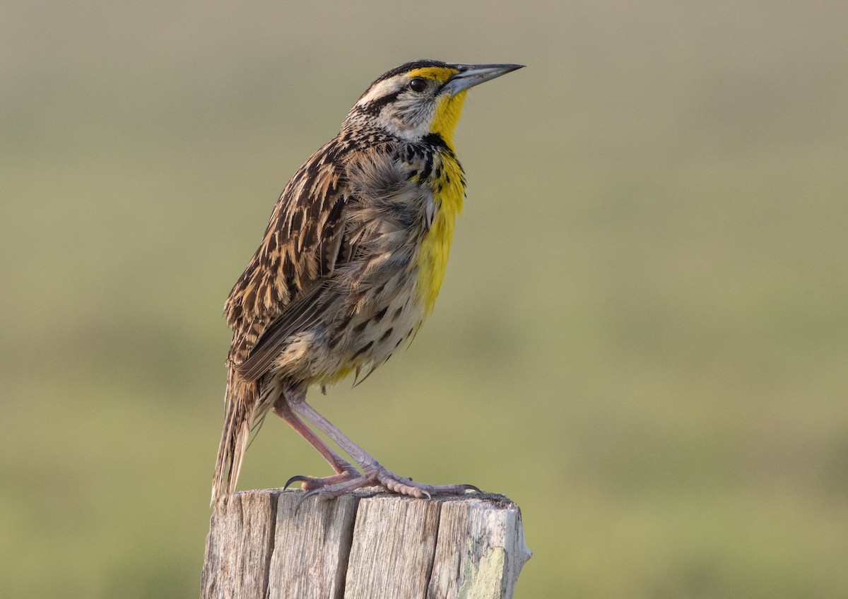 Eastern Meadowlark - ML565656301