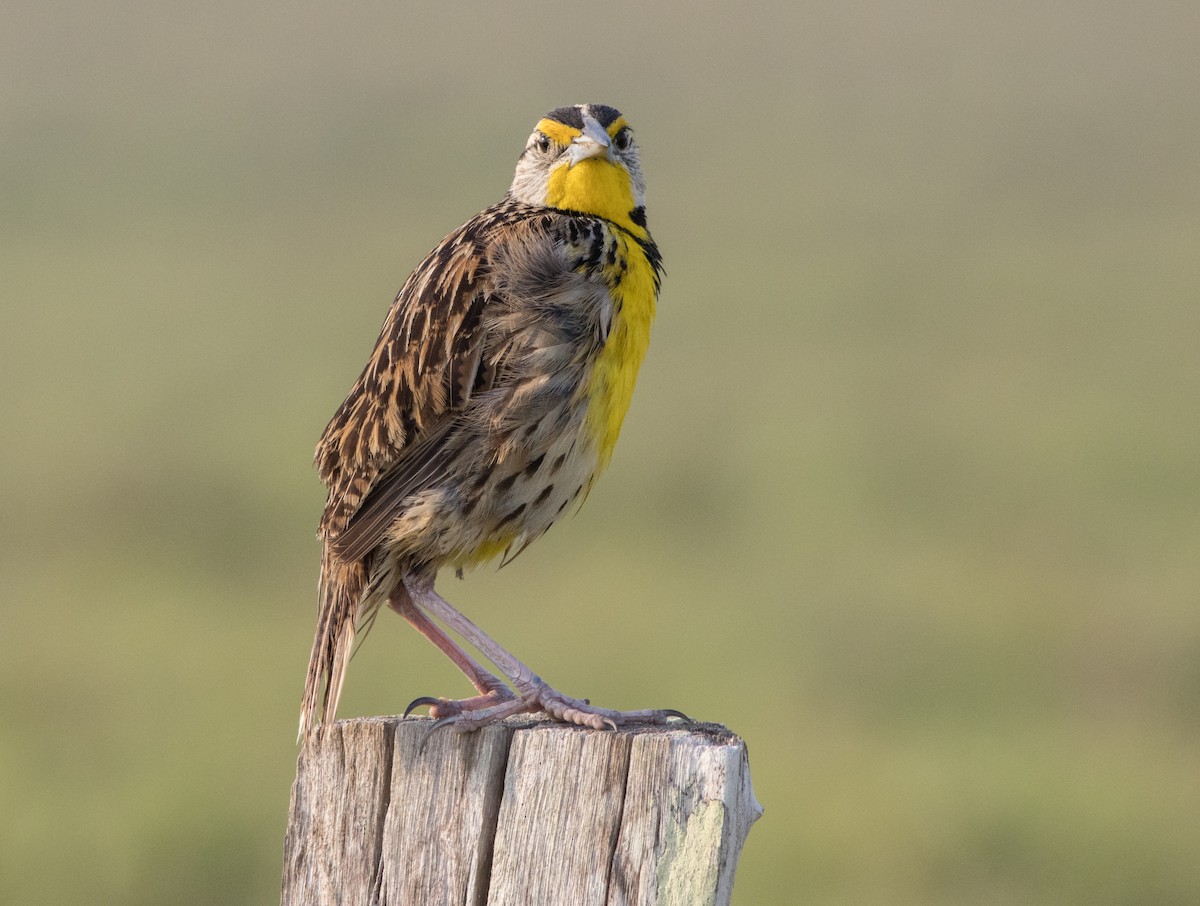 Eastern Meadowlark - ML565656311