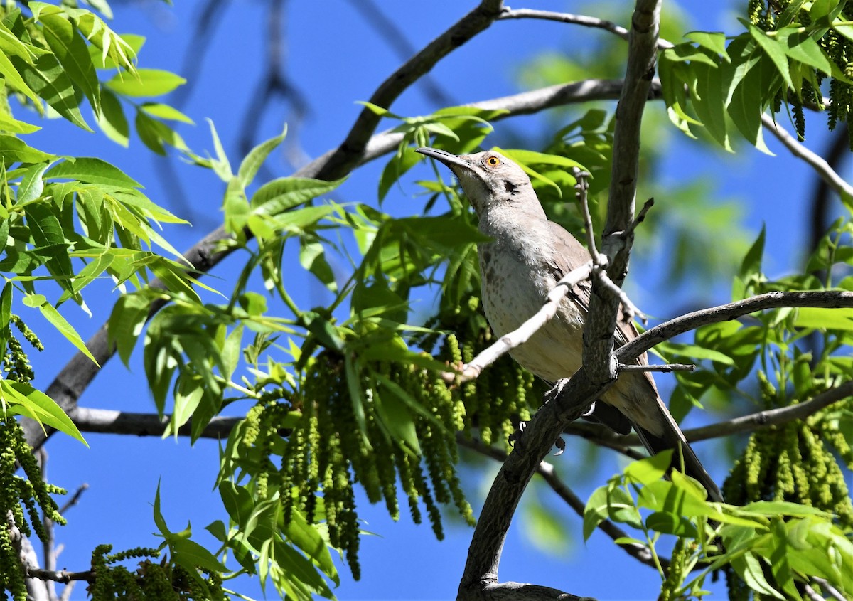 Curve-billed Thrasher - ML565656571