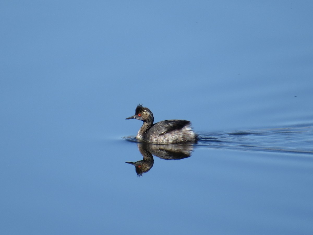 Eared Grebe - Sara Griffith