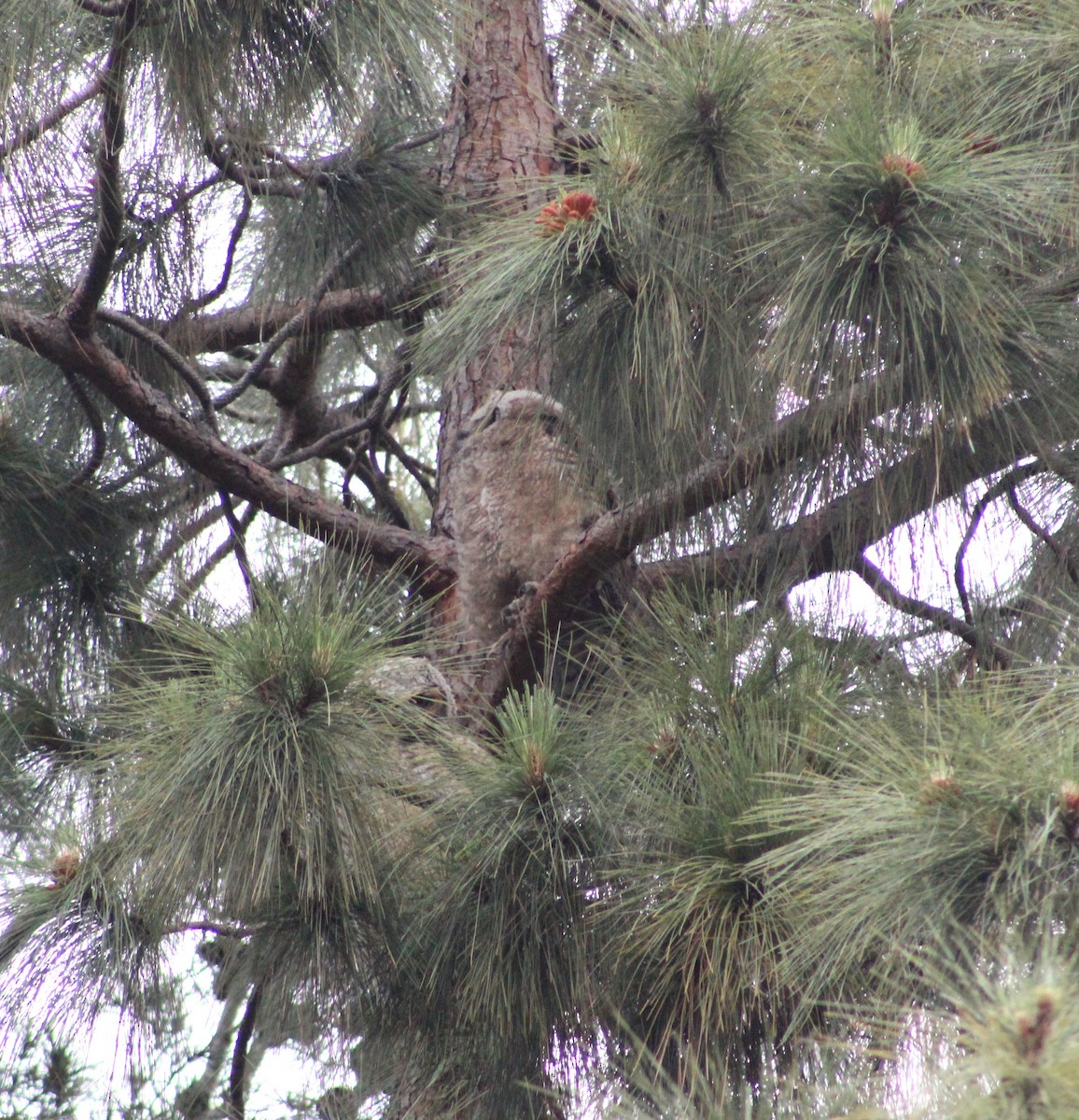 Great Horned Owl - ML565657671