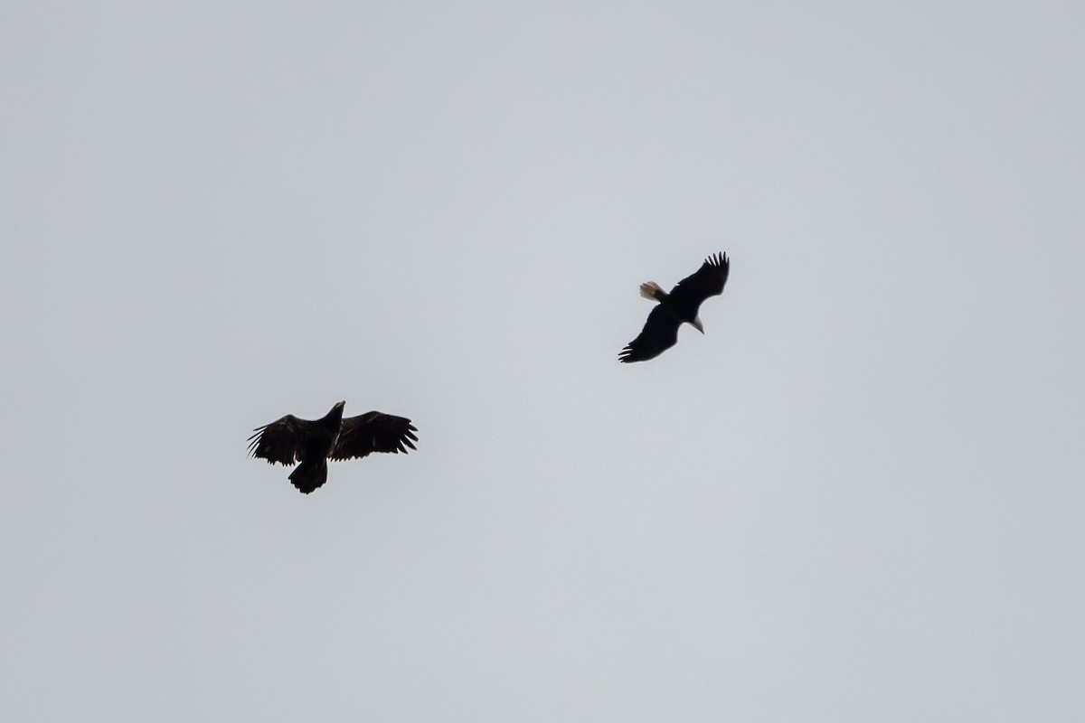Bald Eagle - ML565659221