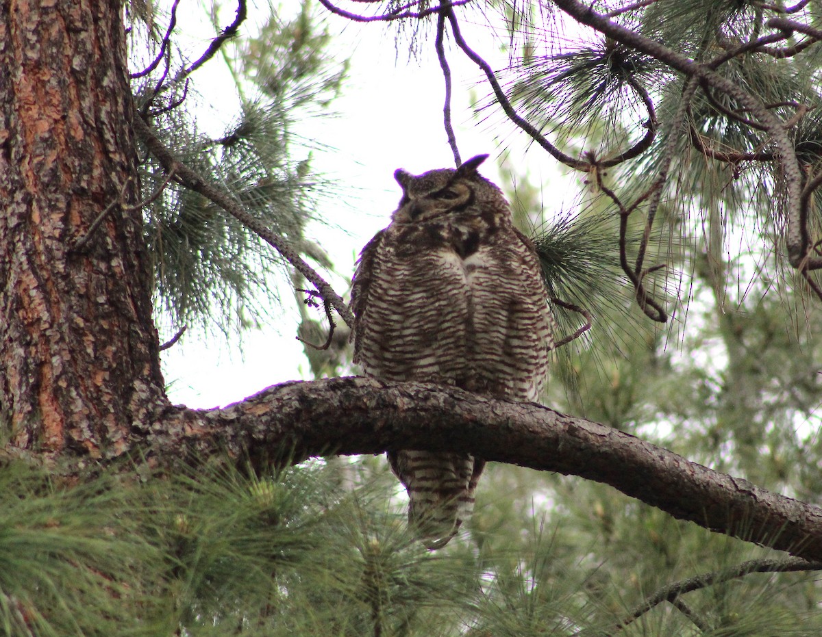 Great Horned Owl - ML565659291