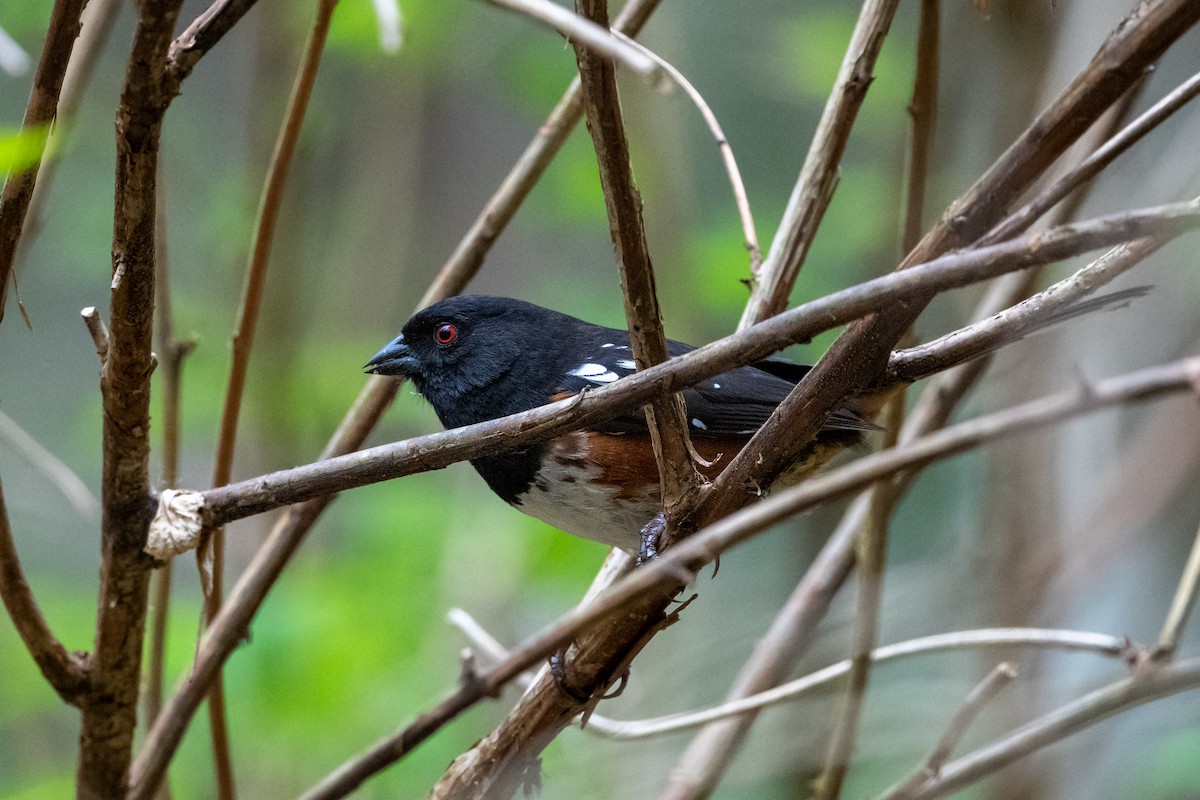 Spotted Towhee - ML565659501