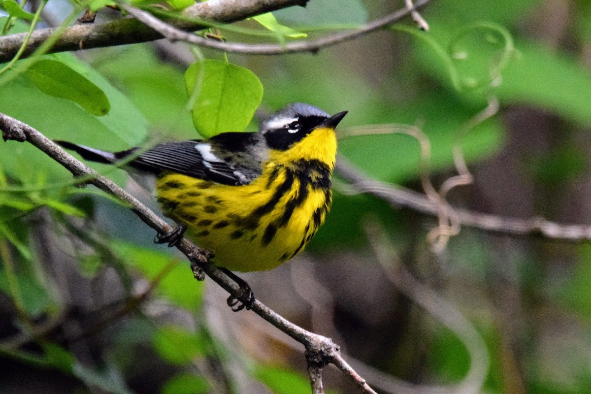 Magnolia Warbler - ML565660111