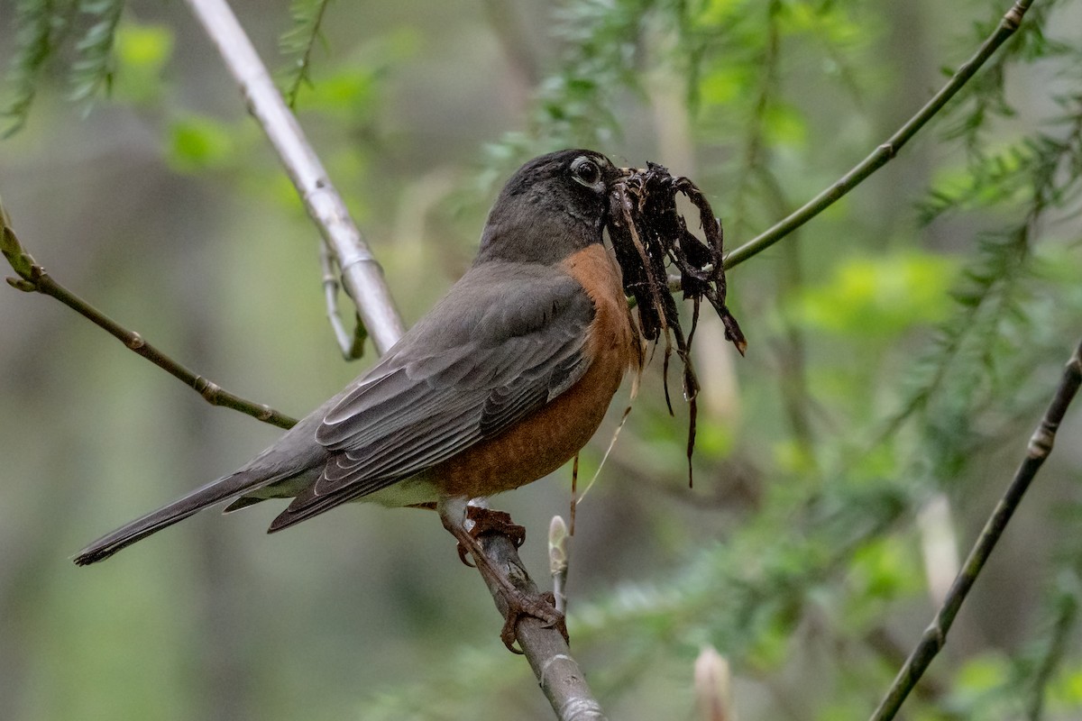 American Robin - ML565660421