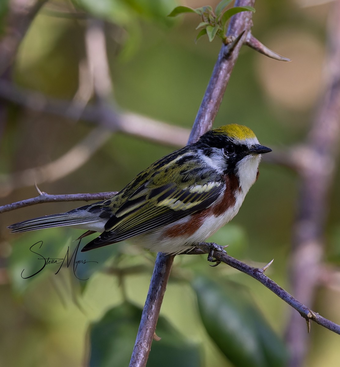 Gelbscheitel-Waldsänger - ML565661891