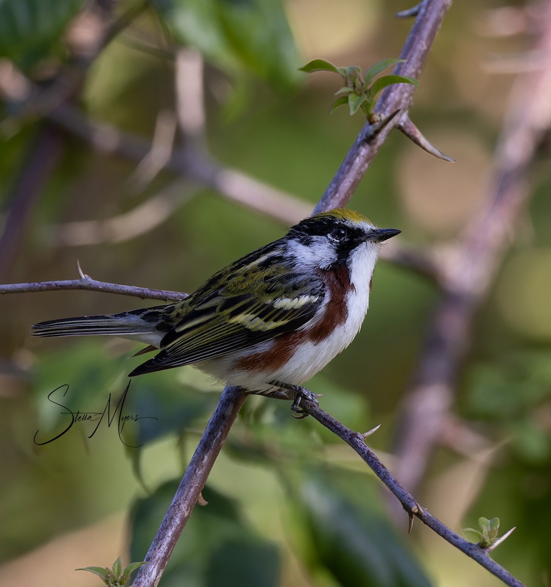 Gelbscheitel-Waldsänger - ML565661901