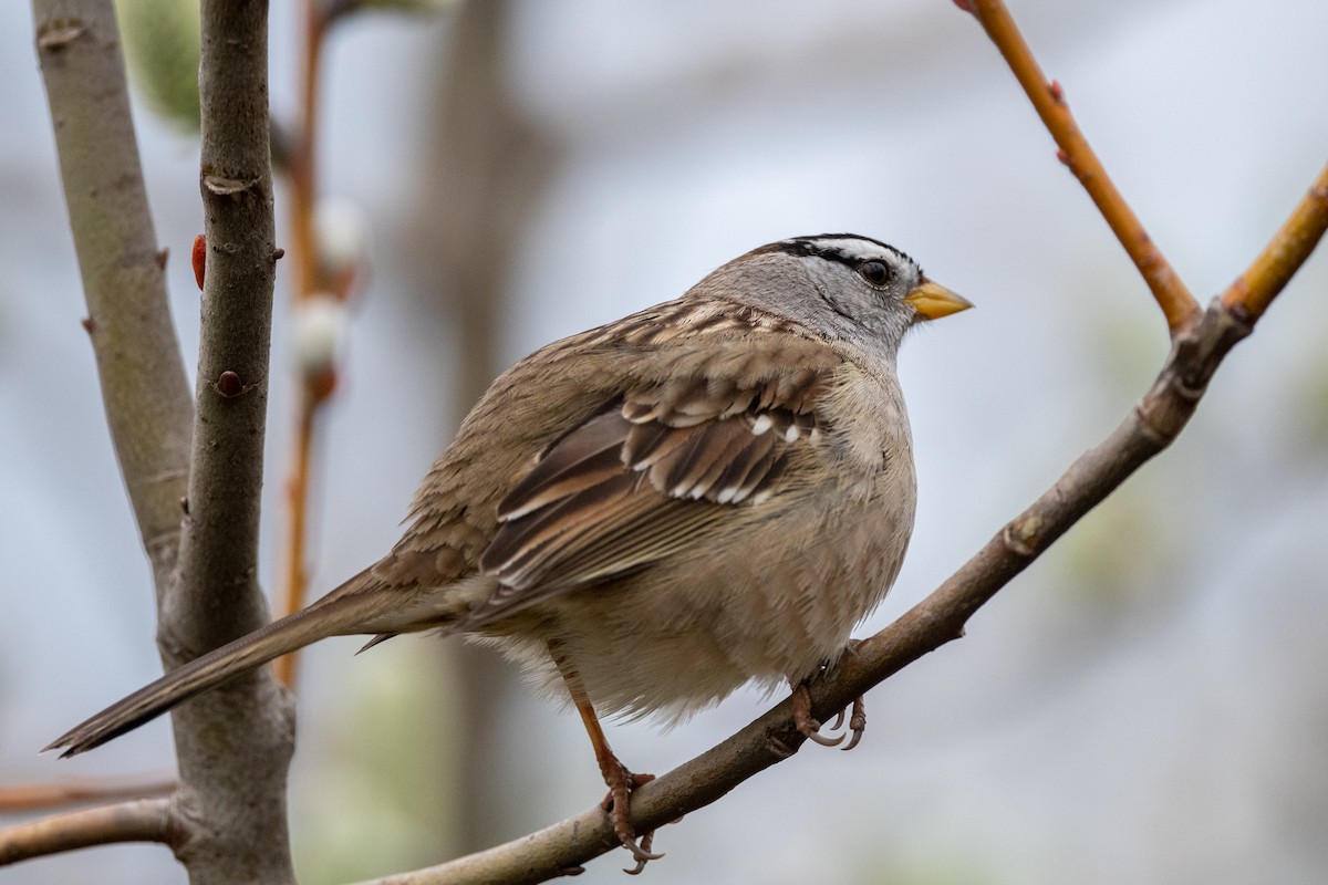 White-crowned Sparrow - ML565662131