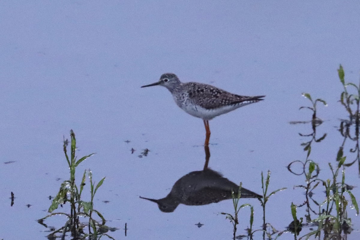Lesser Yellowlegs - ML565662691