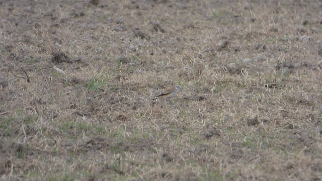 Rusty-backed Monjita - ML565662941