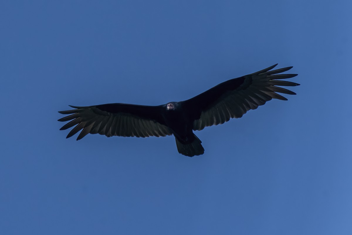 Turkey Vulture - Luiz Carlos Ramassotti