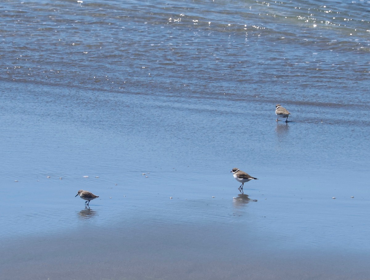 Western Sandpiper - Deanna McLaughlin