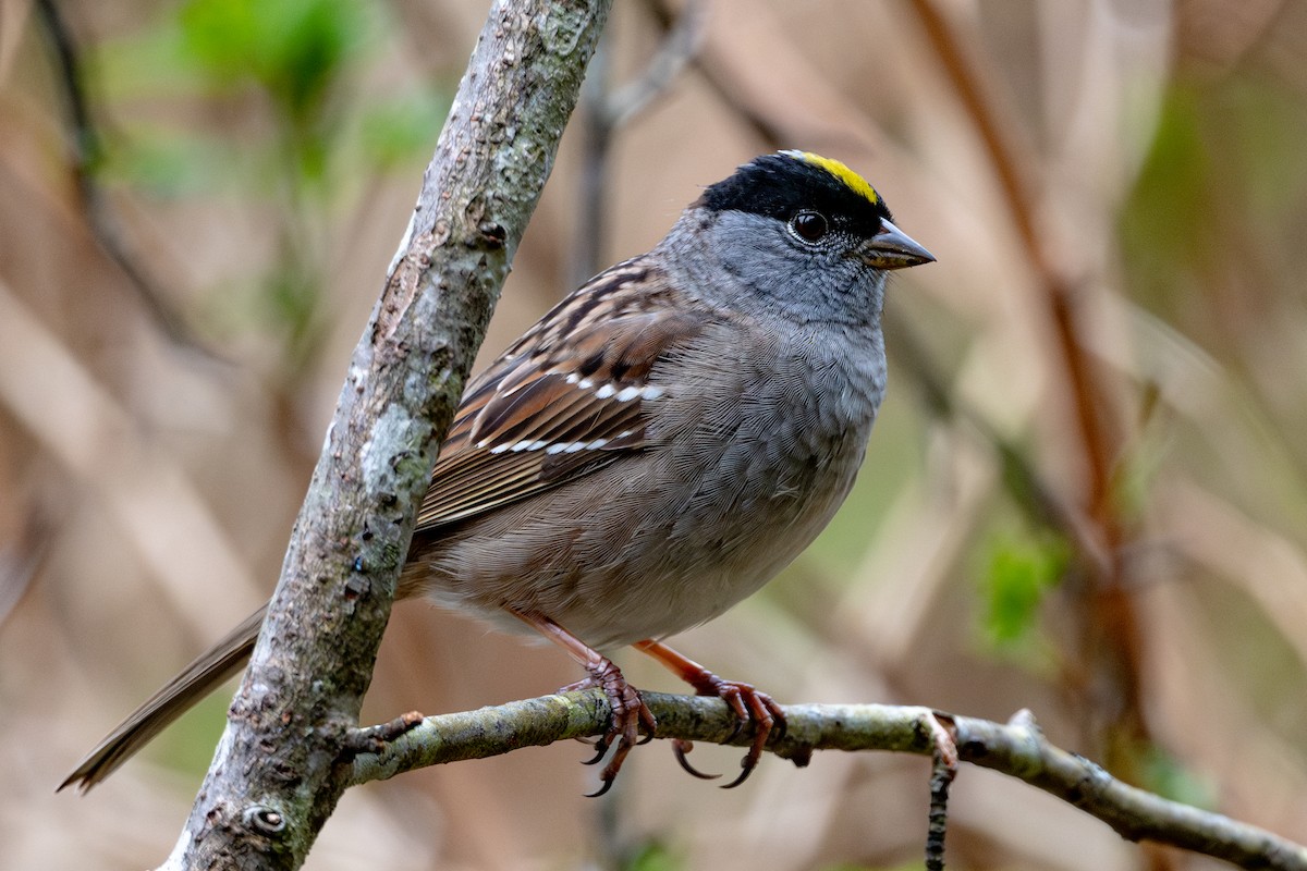 Golden-crowned Sparrow - ML565664421