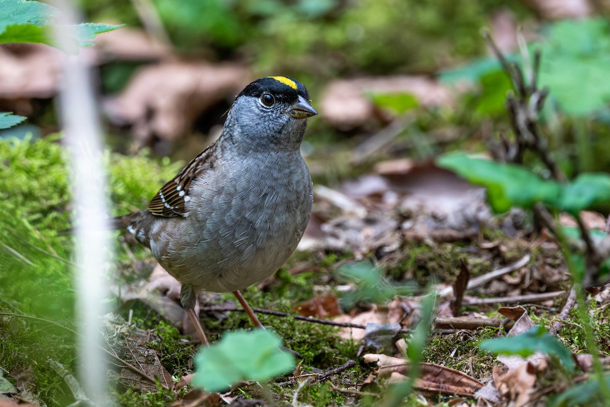 Golden-crowned Sparrow - ML565664431
